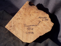 Thuya gemasert