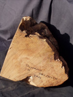 Thuya gemasert